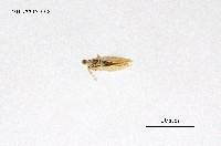 藏品(褐帶小黃毒蛾)的圖片